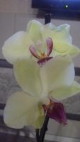 Лот: 8649438. Фото: 3. орхидея фаленопсис (зеленовато-желтая... Растения и животные