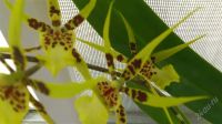 Лот: 2060820. Фото: 2. орхидея Брассия. Комнатные растения и уход