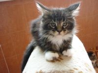 Лот: 4650818. Фото: 2. Котенок Мейн-кун по имени Льюис. Животные и уход