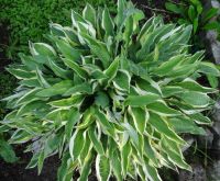 Лот: 9764197. Фото: 6. хоста "Хэнки Пэнки" (hosta 'Hanky...