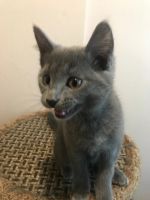 Лот: 15306905. Фото: 5. Котёнок 3 месяца (девочка)