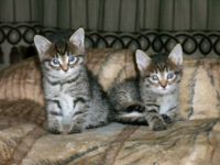 Лот: 11954612. Фото: 3. Котята сибирские. Растения и животные