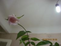 Лот: 5115053. Фото: 3. саженец розы комнатной. Растения и животные