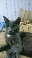 Лот: 11161043. Фото: 2. Кошка серая. Животные и уход