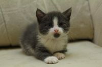 Лот: 3423711. Фото: 4. Котята, котенок, киска. Красноярск