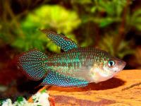 Лот: 11051766. Фото: 3. Карликовый гурами (Trichopsis... Растения и животные