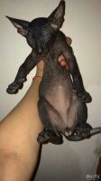 Лот: 12681629. Фото: 2. Котенок резиновый лягушонок. Животные и уход