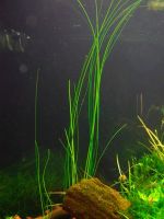 Лот: 14577025. Фото: 5. Ситняг (элеохарис) Гигантский...