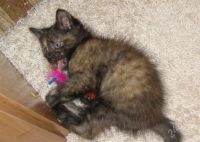 Лот: 456303. Фото: 3. Котенок ищет хозяина!. Растения и животные