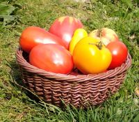 Лот: 15197283. Фото: 3. Томаты (помидоры), семена Сорт... Для дачи, дома, огорода, бани, парка