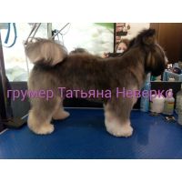 Лот: 14699179. Фото: 2. Стрижка собак. Животные и уход