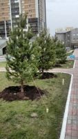 Лот: 11530594. Фото: 6. Лесопитомник "Купцов ручей" предлагает...