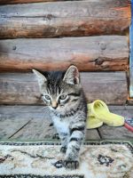 Лот: 16300481. Фото: 2. Котенок ( папа вислоухий шотландец... Животные и уход