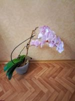 Лот: 24764259. Фото: 6. Орхидея взрослое растение, начинает...