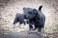 Лот: 10513863. Фото: 5. Красивые щенульки ищут дом
