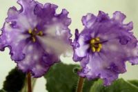 Лот: 4988268. Фото: 2. Фиалка Storm’s Eye, лист. Комнатные растения и уход