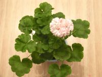 Лот: 4457001. Фото: 2. Взрослая цветущая пеларгония Granny... Комнатные растения и уход