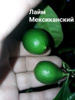 Лот: 11810593. Фото: 3. Мексиканский лайм #. Растения и животные