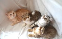 Лот: 4247369. Фото: 2. Шотландский котик страйт) тигр. Животные и уход