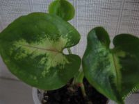 Лот: 1167534. Фото: 2. Сингониум Манго Аллисон. Комнатные растения и уход