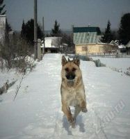 Лот: 2764891. Фото: 3. Метис Немецкой Овчарки! Бесплатно... Растения и животные