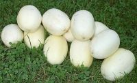 Лот: 10562466. Фото: 2. Огурец Хорватский белый. Яйцо... Семена, рассада, садовые растения