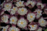 Лот: 7923458. Фото: 2. Хойя- Hoya cv. Jennifer. Комнатные растения и уход