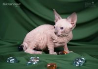Лот: 6056657. Фото: 3. Срочно малыши Канадского сфинкса... Растения и животные
