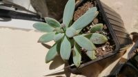 Лот: 14060804. Фото: 3. Граптоседум Graptosedum ‘Francesco... Растения и животные