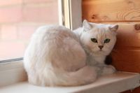 Лот: 3972908. Фото: 4. Британская кошка Hrizantema. Красноярск