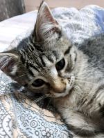 Лот: 10960691. Фото: 5. Котенок от кошки мышеловки, уже...