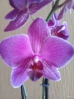 Лот: 9710322. Фото: 2. орхидея фаленопсис". Комнатные растения и уход