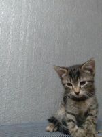 Лот: 16640293. Фото: 7. Чудесные котята