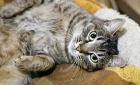 Лот: 5668486. Фото: 3. Коты на выбор,бесплатно!. Растения и животные