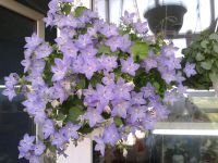 Лот: 11182474. Фото: 3. Кампанула равнолистная Campanula... Растения и животные