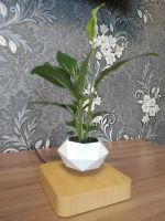 Лот: 14917184. Фото: 3. Левитирующие растения. Растения и животные