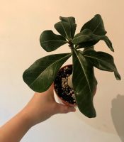 Лот: 17532229. Фото: 2. Адениум Peony. Комнатные растения и уход