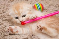 Лот: 4484825. Фото: 4. Продаётся Тигра Шотландец С документами... Красноярск