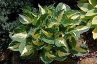 Лот: 17896945. Фото: 3. Хоста Пафайде (hosta Pathfinder... Для дачи, дома, огорода, бани, парка