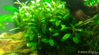 Лот: 9810820. Фото: 6. Буцефаландра Bucephalandra sp...