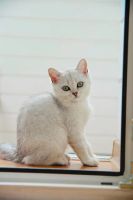 Лот: 6137473. Фото: 3. Британский котёнок (девочка 3... Растения и животные