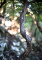 Лот: 8719204. Фото: 3. Canon FD 55mm f/1.2 S.S.C. AsphericaL... Красноярск