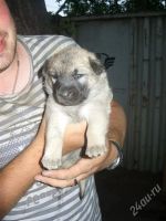 Лот: 1958463. Фото: 3. Лучшие щенки на пристрой!! :)). Растения и животные