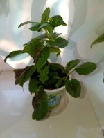 Лот: 25593203. Фото: 3. Колеус. Растения и животные