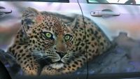 Лот: 9293875. Фото: 3. Аэрография. Покраска автомобилей... Авто, мото, водный транспорт