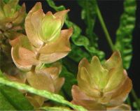 Лот: 9006538. Фото: 6. Бакопа Каролинская Bacopa caroliniana...