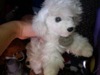 Лот: 5805711. Фото: 3. Два пакета мягких игрушек. Дети растут