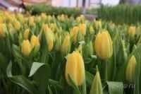 Лот: 2548061. Фото: 2. тюльпаны голландия хороший подарок... Красноярск