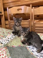 Лот: 12626596. Фото: 2. Котята. Животные и уход