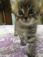 Лот: 11795622. Фото: 3. Котик в хорошие руки. Растения и животные